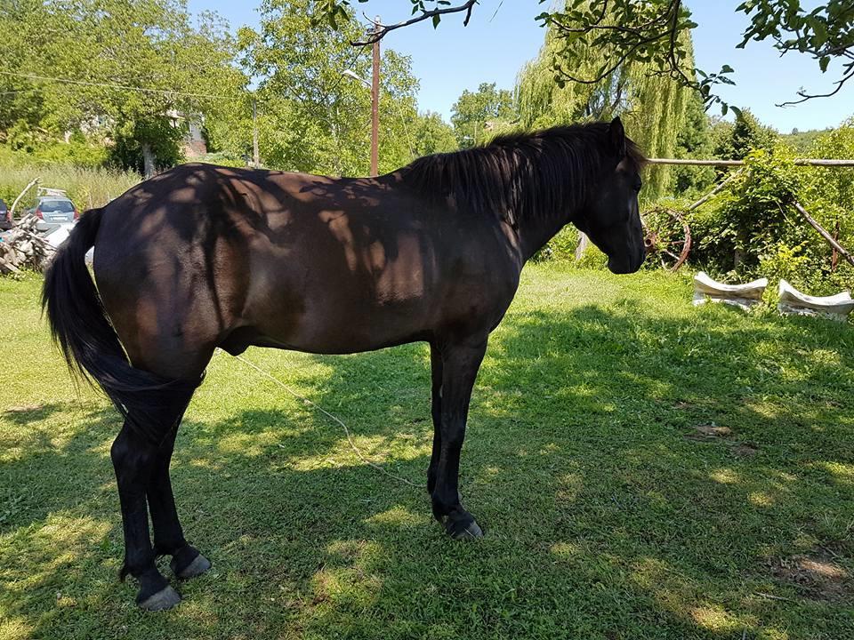 Mouson Melathron Hotel Elafina Eksteriør billede